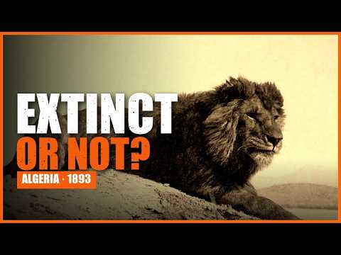 ATLAS MOUNTAINS – Scientists Finally Found the Real Barbary Lion