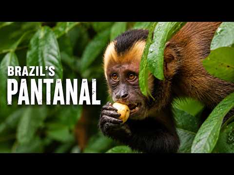 WILD PANTANAL – Wild South America Land of Survival | Animal Discovery